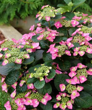 Tuff Stuff Top Fun® Reblooming Mountain Hydrangea (Hydrangea 'S Tuff Stuff Top Fun') - 3 gallon