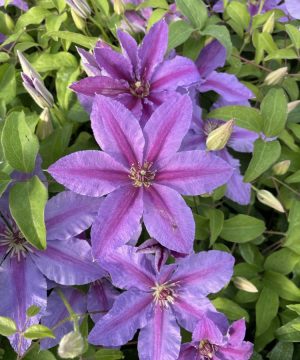 Tumaini™ Clematis (Clematis tumaini) - 1 gallon