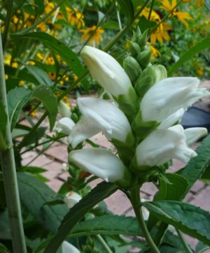 Turtlehead (Chelone glabra) - 1 gallon