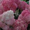Vanilla Strawberry™ Hydrangea (Hydrangea paniculata 'Renhy') - 3 gallon