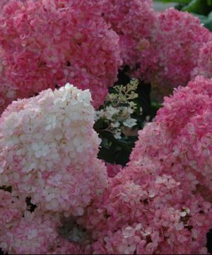 Vanilla Strawberry™ Hydrangea (Hydrangea paniculata 'Renhy') - 3 gallon