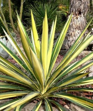 Variegated Adam's Needle (Yucca filamentosa 'Color Guard') - 2 gallon