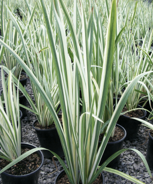 Variegated Japanese Iris (Iris ensata 'Variegata') - 1 gallon
