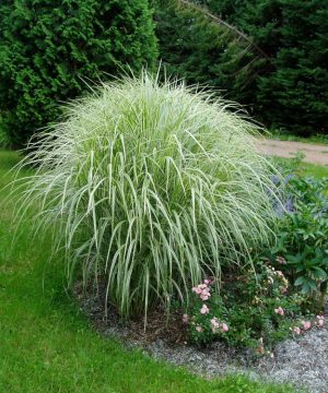 Variegated Maiden Grass (Miscanthus sinensis 'Variegata') - 3 gallon
