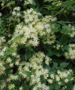 Virgin's Bower Clematis (Clematis virginiana) - 1 gallon