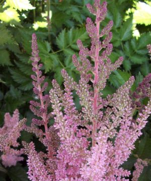 Vision In Pink Astilbe (Astilbe chinensis 'Visions in Pink') - 1 gallon