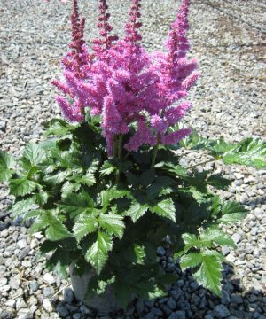 Vision In Purple Astilbe (Astilbe chinensis 'Visions in Purple') - 1 gallon