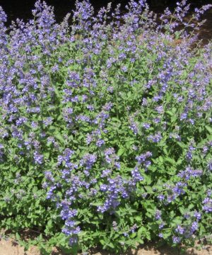 Walker's Low Catmint (Nepeta faassenii 'Walker's Low') - 1 gallon