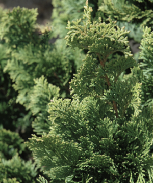 Wells Special Hinoki Cypress (Chamaecyparis obtusa 'Wells') - 3 gallon 18"