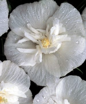White Chiffon® Rose of Sharon (Hibiscus syriacus 'Notwoodtwo') - 3 gallon 18"