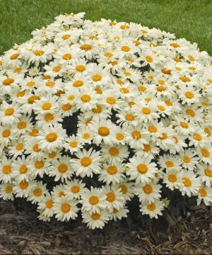 Whoops-a-Daisy Shasta Daisy (Leucanthemum x s. 'Whoops-A-Daisy') - 1 gallon