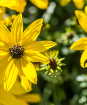 Willowleaf Sunflower (Helianthus 'Autumn Gold') - 1 gallon