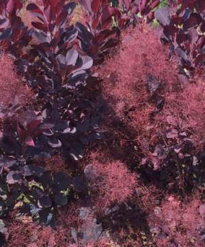Winecraft Black® Smokebush (Cotinus coggygria 'Winecraft Black') - 3 gallon 18"