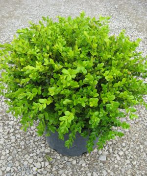 Winter Gem Boxwood (Buxus microphylla 'Winter Gem') - 3 gallon 15"