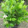 Winterthur Viburnum (Viburnum nudum 'Winterthur') - 2 gallon 10"