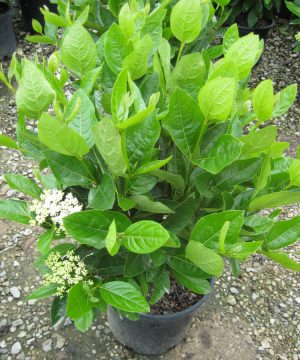 Winterthur Viburnum (Viburnum nudum 'Winterthur') - 2 gallon 10"