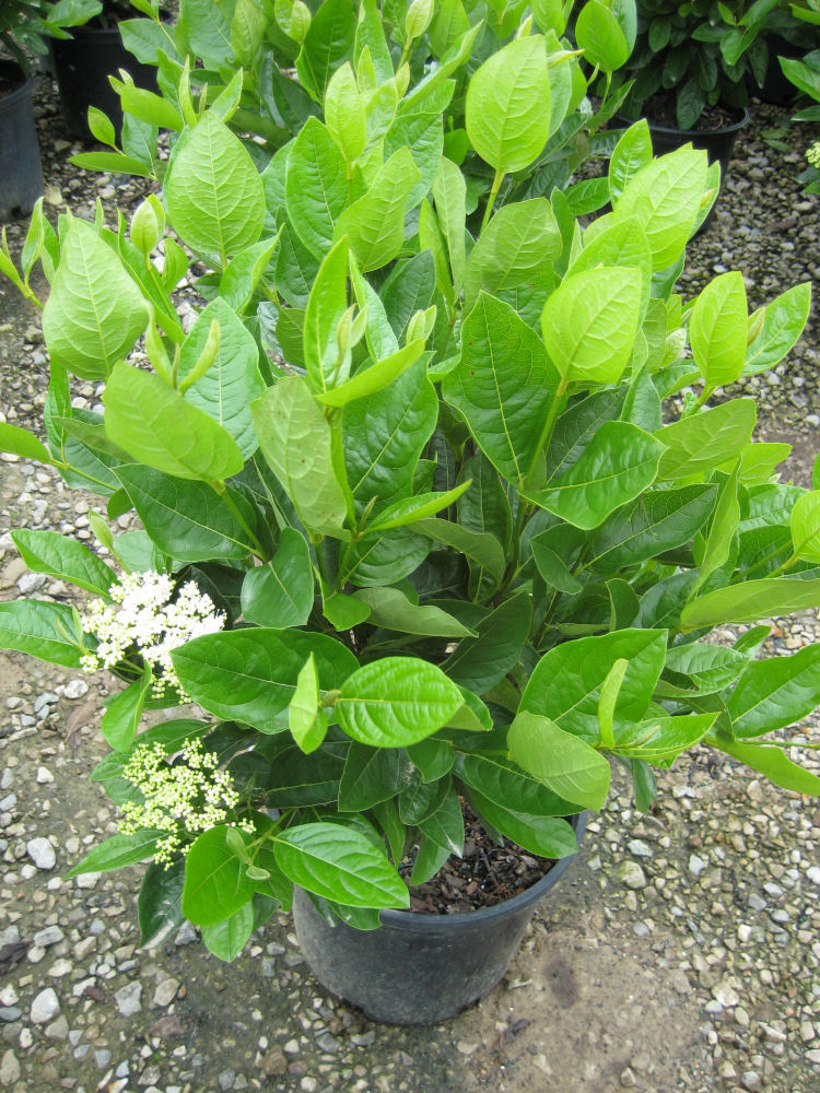 Winterthur Viburnum (Viburnum nudum 'Winterthur') - 2 gallon 10"