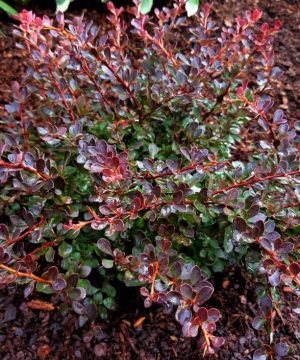 WorryFree® Crimson Cutie® Barberry (Berberis thunbergii 'Crimson Cutie') - 2 gallon 10"