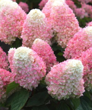 WorryFree® Love-A-Lot™ Pink Hydrangea (Hydrangea 'P Love-A-Lot Pink Rp10') - 3 gallon