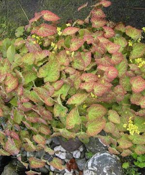 Yellow Barrenwort (Epimedium x perralchinum 'Frohnleiten') - 1 gallon
