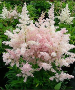 Younique Pink Astilbe (Astilbe 'Younique Pink') - 1 gallon