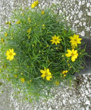 Zagreb Tickseed (Coreopsis verticillata 'Zagreb') - 1 gallon