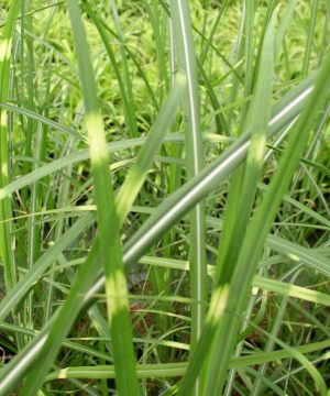 Zebra Grass (Miscanthus sinensis 'Zebrinus') - 1 gallon