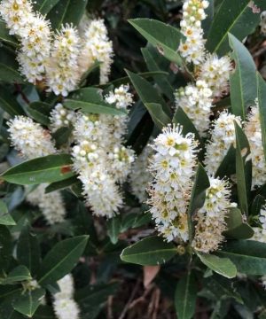 Zimmerman Cherry Laurel (Prunus L 'Zimmerman') - 3 gallon