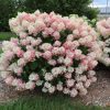 French Manicure™ Hydrangea Paniculata (Hydrangea paniculata 'Bailpantwo' ) - 3 gallon