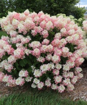 French Manicure™ Hydrangea Paniculata (Hydrangea paniculata 'Bailpantwo' ) - 3 gallon