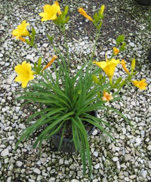 Stella d'Oro Daylily (Hemerocallis stella 'Stella d'Oro') - 1 gallon