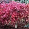 EASY AS PIE® Bush Cherry (Prunus 'Fruit Easy As Pie') - 3 gallon