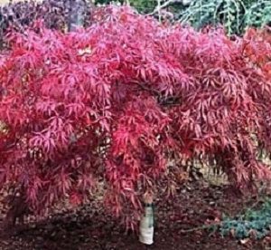 EASY AS PIE® Bush Cherry (Prunus 'Fruit Easy As Pie') - 3 gallon