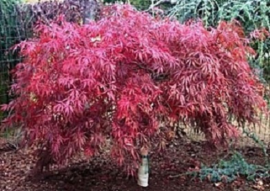 EASY AS PIE® Bush Cherry (Prunus 'Fruit Easy As Pie') - 3 gallon