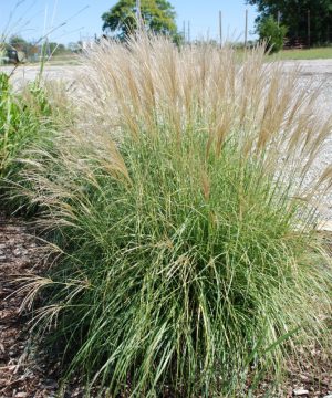 Adagio Maiden Grass (Miscanthus sinensis 'Adagio') - QT