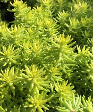 Angelina’s Teacup Stonecrop (Sedum angelinas 'Teacup') - QT