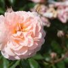 Apricot Drift® Rose (Rosa 'Drift Meimirrote') - QT