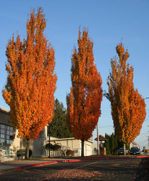 Armstrong Red Maple (Acer rubrum 'Armstrong') - 3 gallon 36-48"