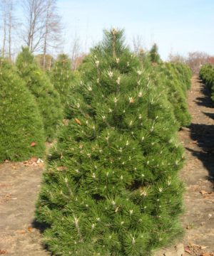 Austrian Pine (Pinus nigra) - 5 gallon