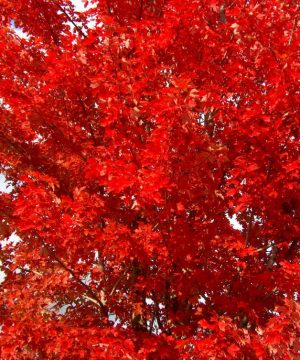 Autumn Blaze® Red Maple (Acer x freemanii 'Jeffersred') - 3 gallon 48"