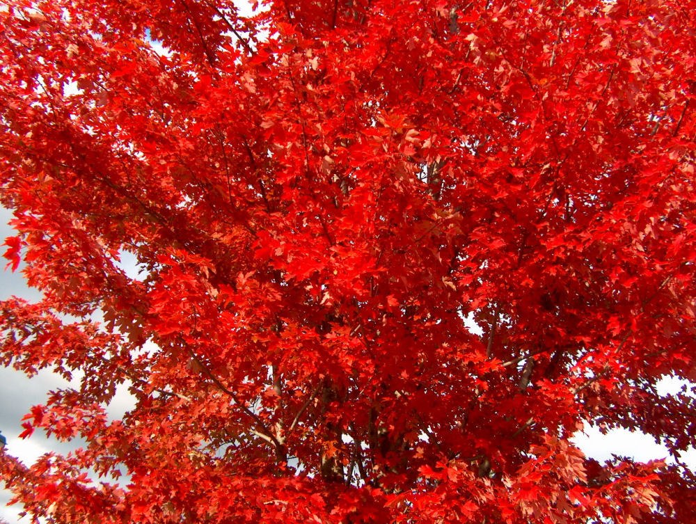 Autumn Blaze® Red Maple (Acer x freemanii 'Jeffersred') - 3 gallon 48"
