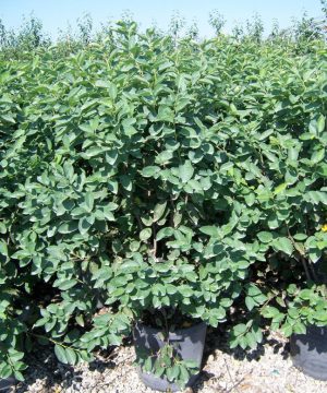 Autumn Brilliance® Serviceberry (Amelanchier x grandiflora 'Autumn Brilliance') - 3 gallon 36"