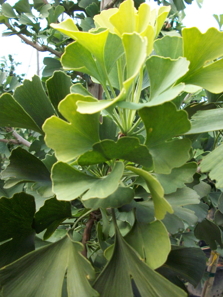 Autumn Gold Ginkgo (Ginkgo biloba 'Autumn Gold') - 2 gallon 36" - Image 2