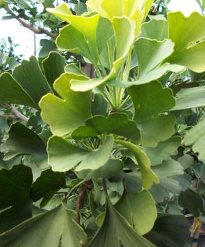 Autumn Gold Ginkgo (Ginkgo biloba 'Autumn Gold') - 2 gallon 36"