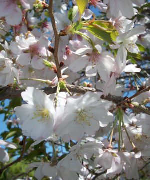 Autumnalis Higan Cherry (Prunus subhirtella 'Autumnalis') - 3 gallon