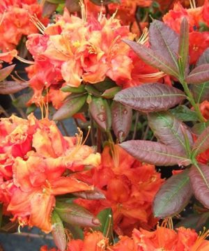 Azalea Fireball (Azalea 'Exbury Fireball') - 3 gallon 15"