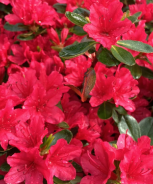 Azalea Hino Crimson (Azalea hino 'Crimson') - 1 gallon 8"