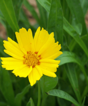 Baby Sun Tickseed (Coreopsis grandiflora 'Baby Sun') - QT