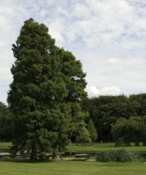 Baldcypress (Taxodium distichum) - 3 gallon 36"