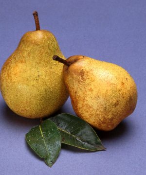 Bartlett Pear (Pyrus 'Fruit Bartlett') - 5 gallon 60"